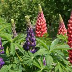 lupines