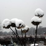 artisjok in winterkleed