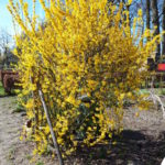 chinees klokje (forsythia)