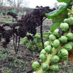 spruitjes en rode boerenkool