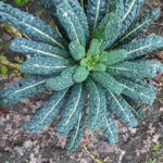 cavolo nero oftewel palmkool